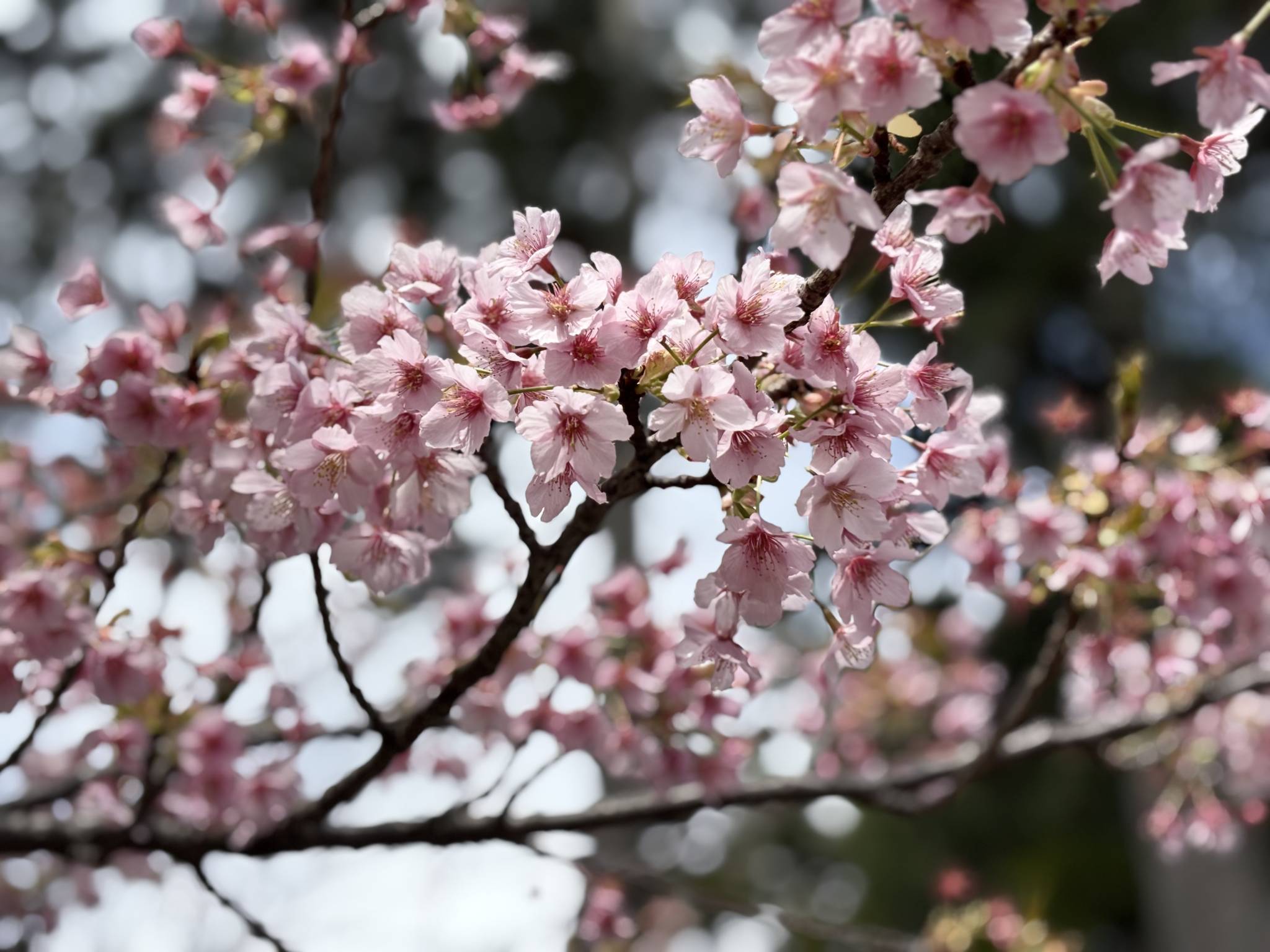 3月のKIKI保育園🌷